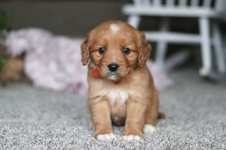 Grant - Available 4/9