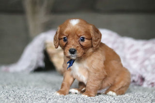 Georgie - Available Now