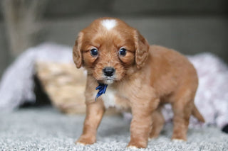 Georgie - Available Now