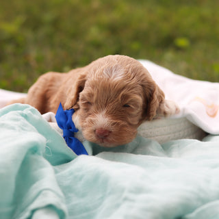 Tuck