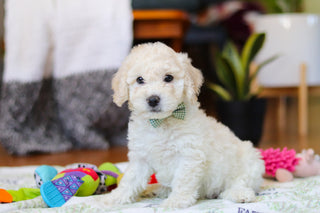 Walter - Available Now