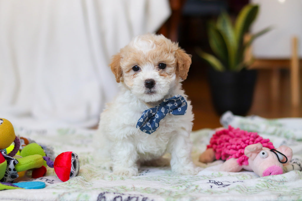 Wilder - Available Now