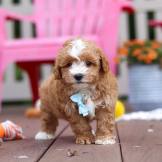 Pascal - Available 6/25