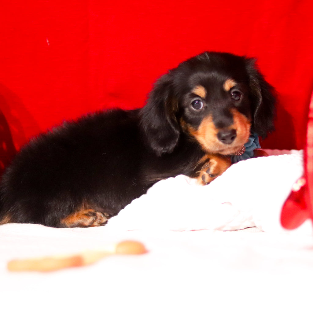 Boots - Available Now