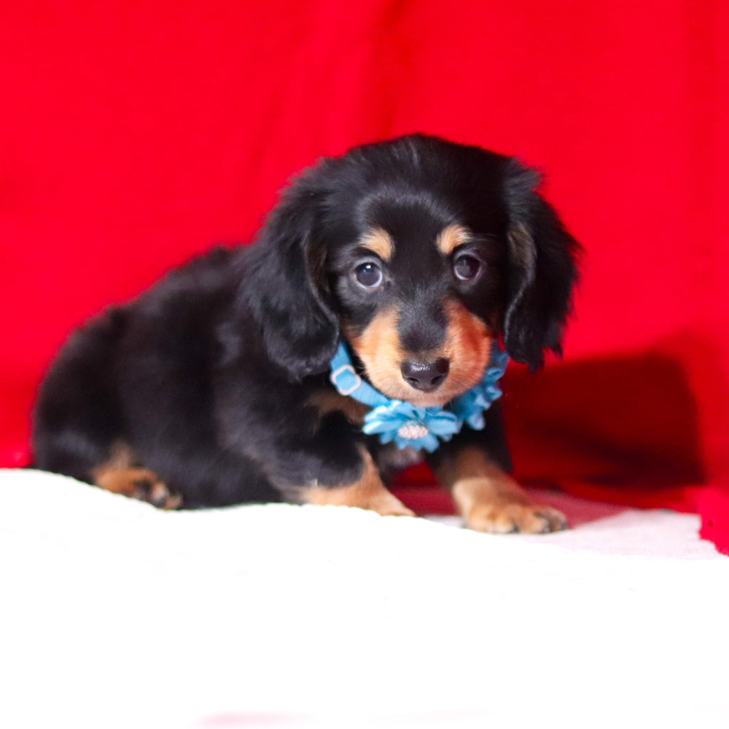 Boots - Available Now