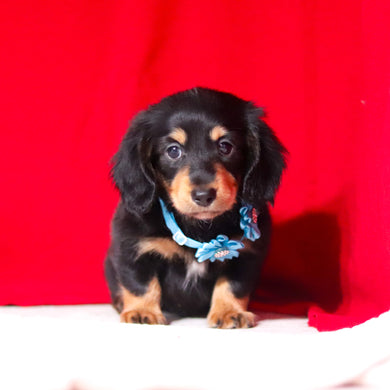 Boots - Available 2/26