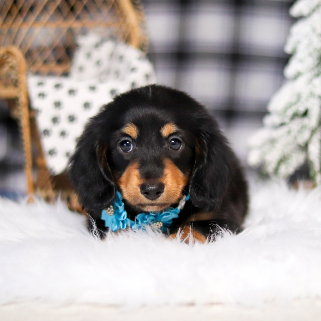 Boots - Available Now