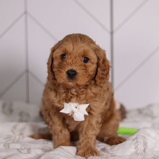 Pebbles - Available 2/4