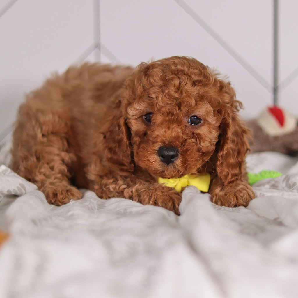 Travis - Available 2/4