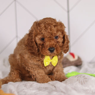 Travis - Available 2/4