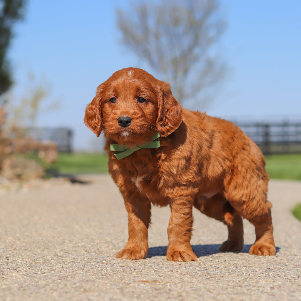 Joey - Available 5/14