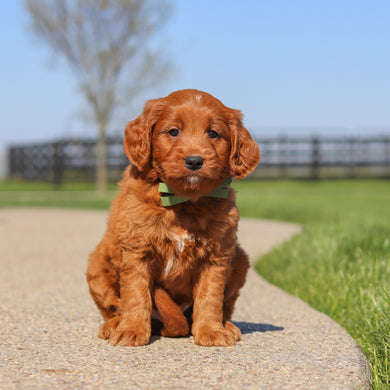 Joey - Available 5/14