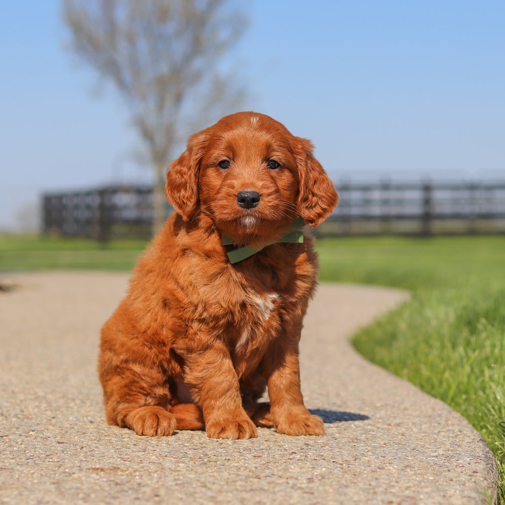 Joey - Available 5/14