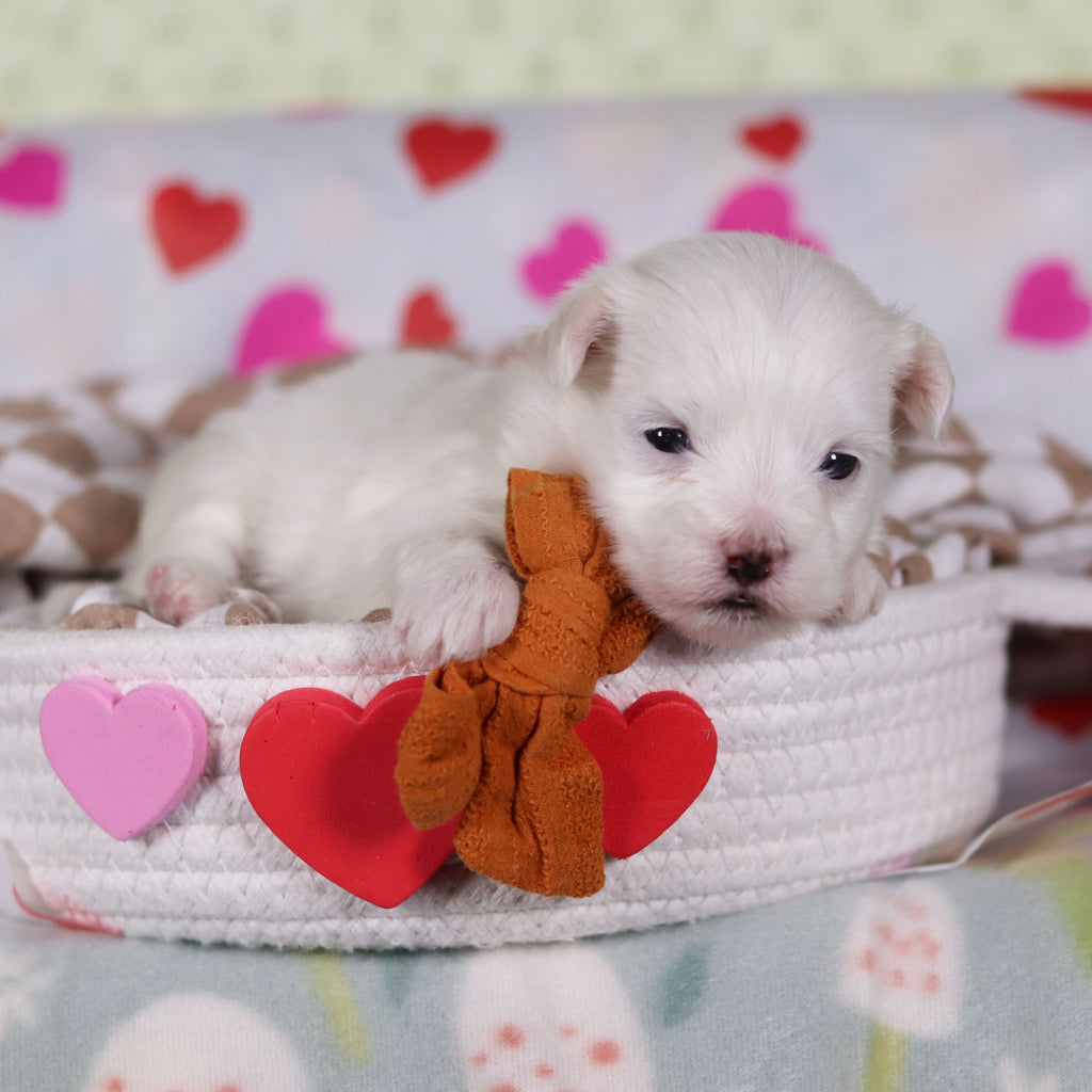 Graham - Available 2/25