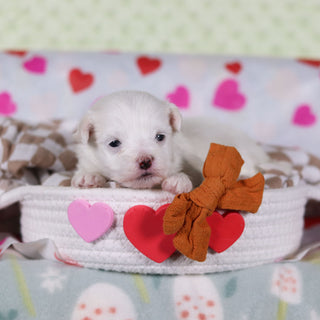 Graham - Available 2/25