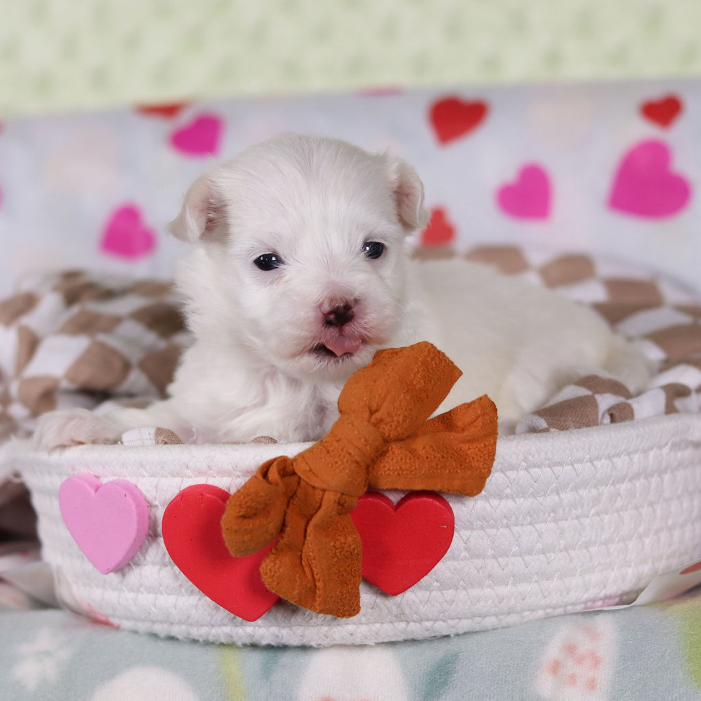 Graham - Available 2/25