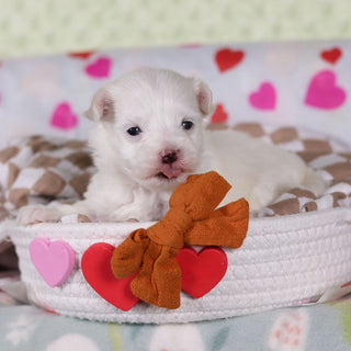 Graham - Available 2/25