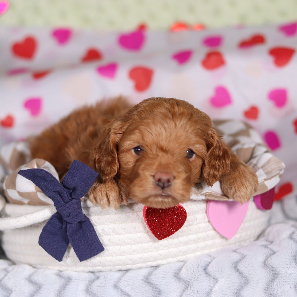 Birdie - Available Now