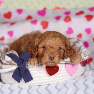 Birdie - Available Now