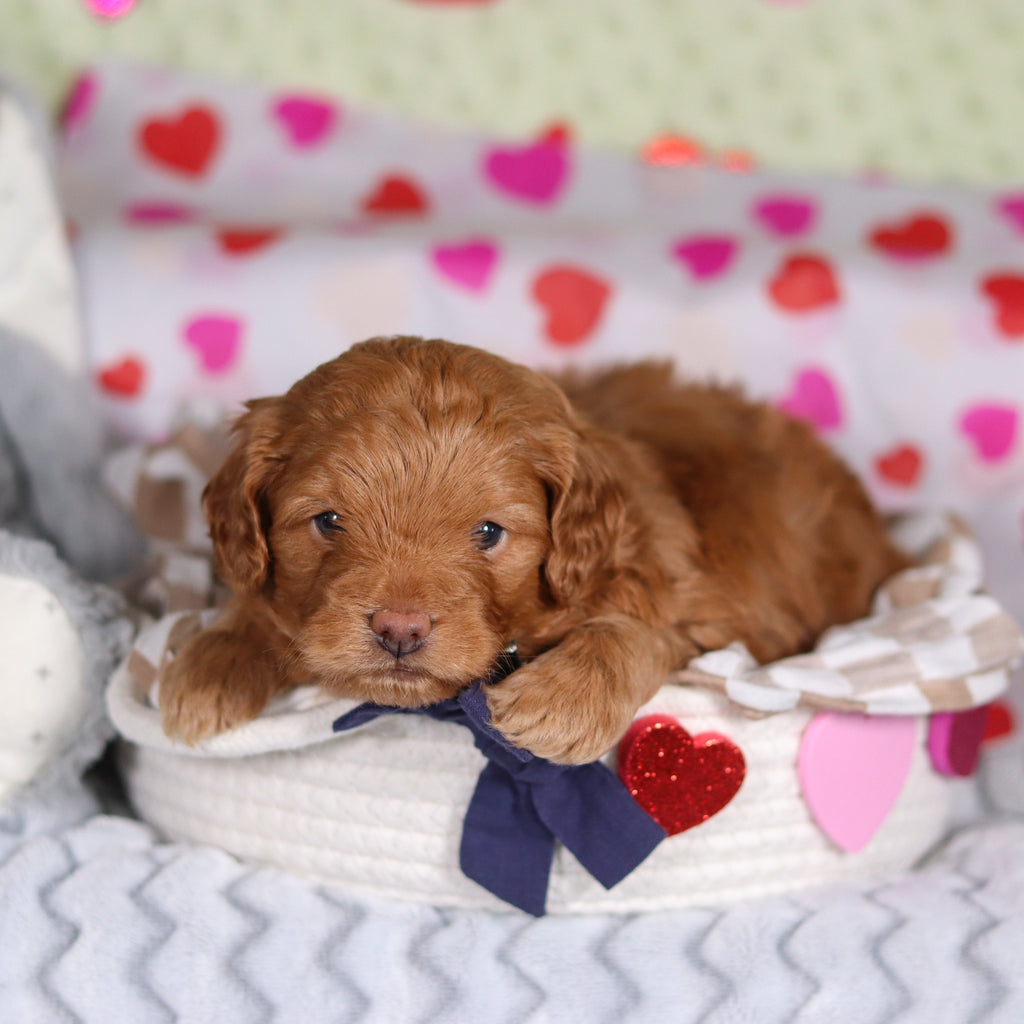 Birdie - Available Now