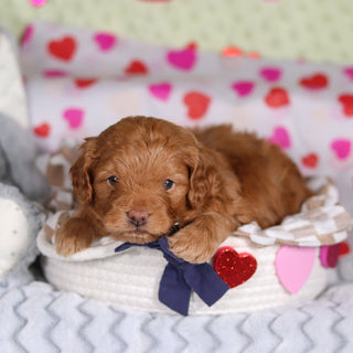 Birdie - Available Now