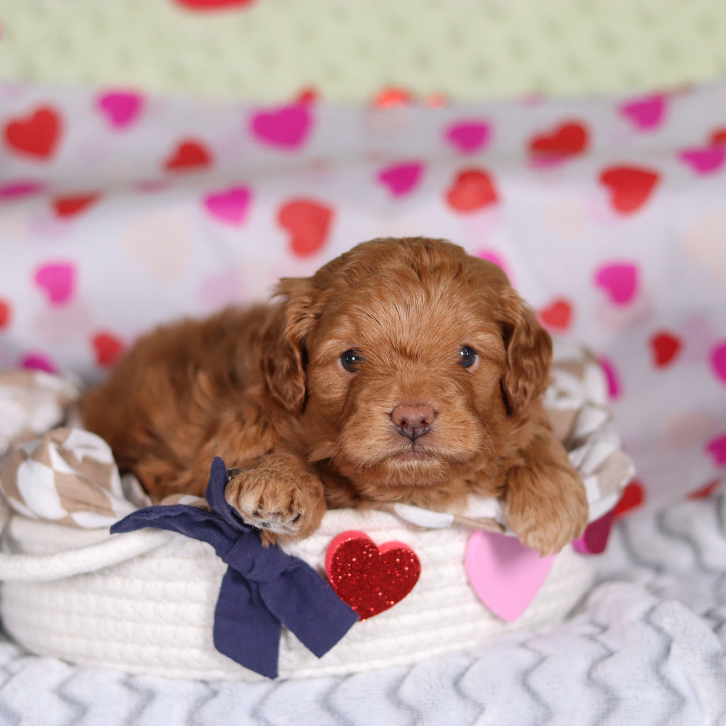 Birdie - Available Now