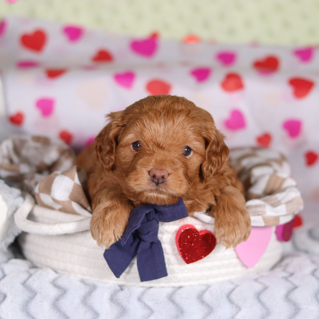 Birdie - Available Now