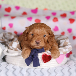 Birdie - Available Now