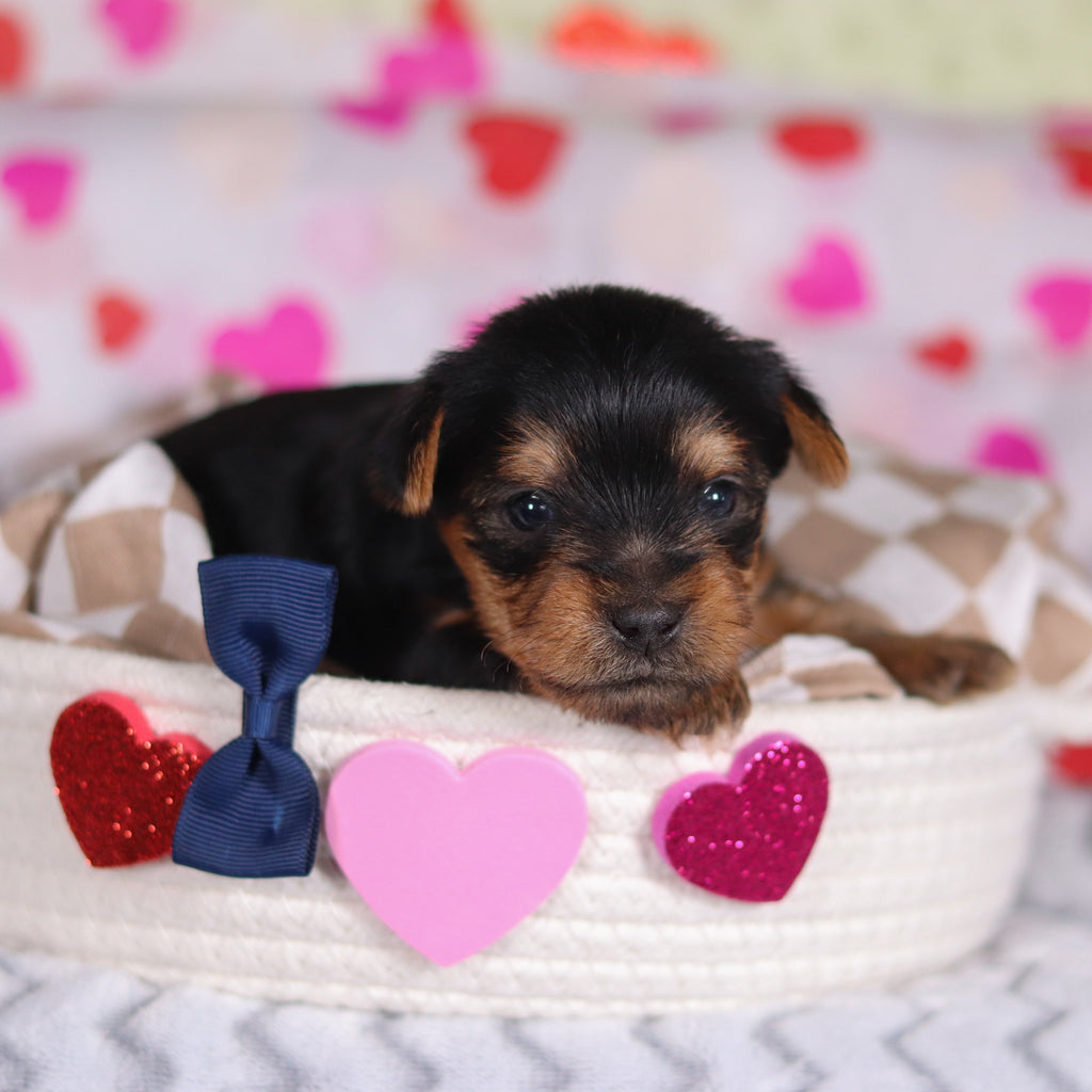 Pluto - Available Now