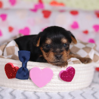 Pluto - Available Now