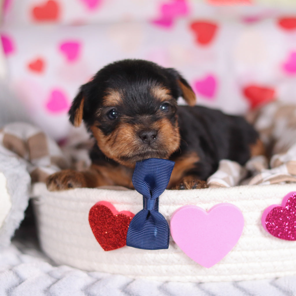 Pluto - Available Now