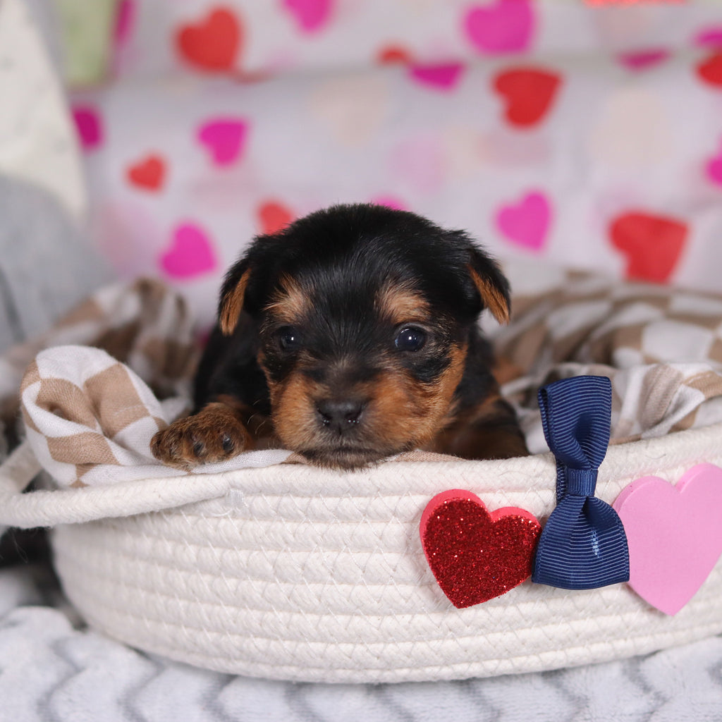 Pluto - Available Now