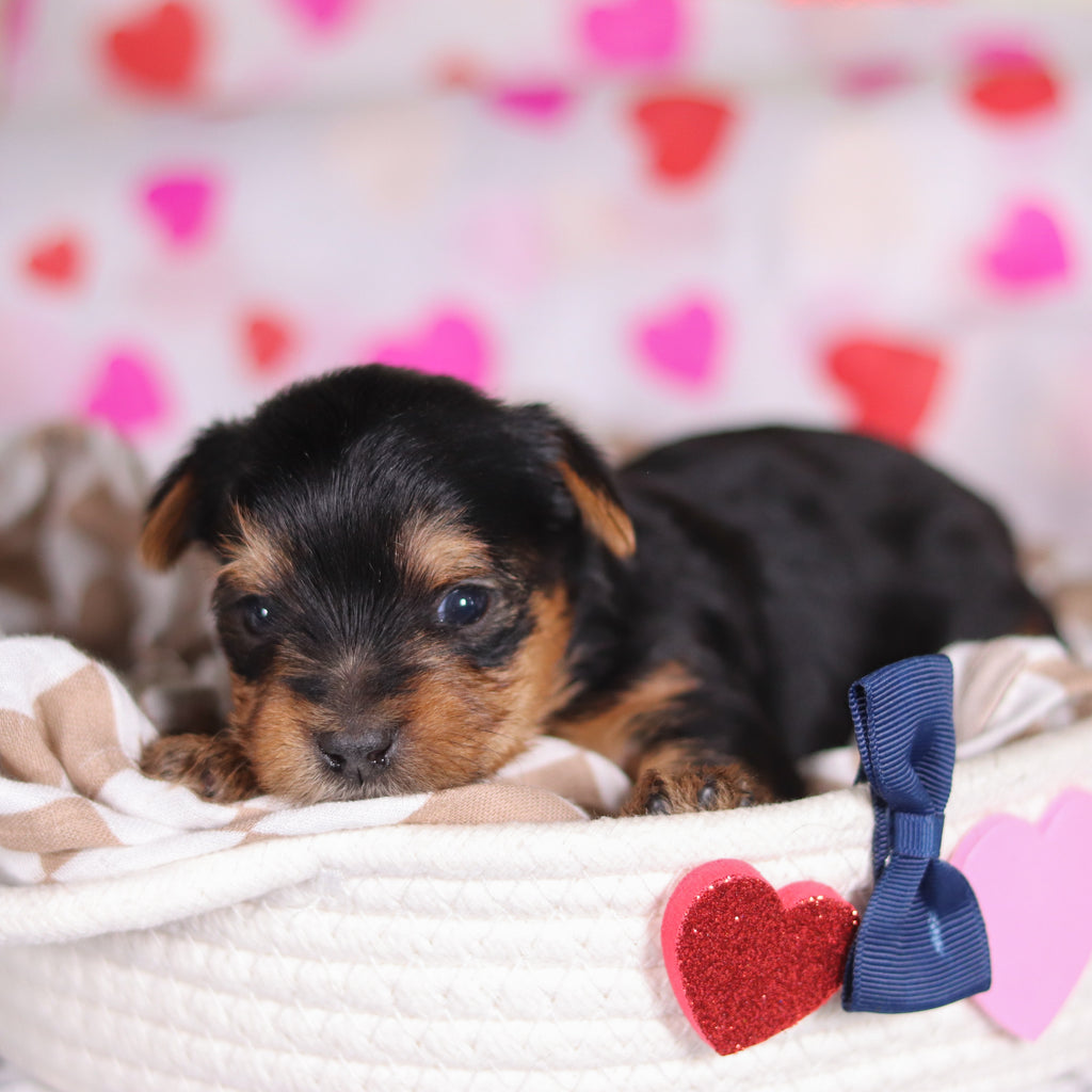 Pluto - Available Now