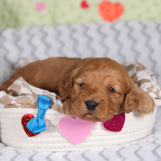 Rocky - Available 3/12