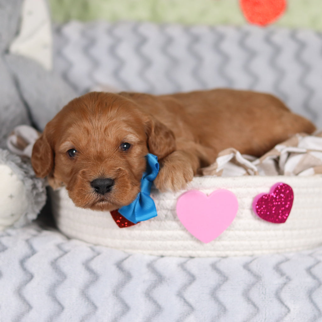 Rocky - Available 3/12