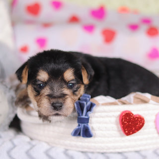 Paxton - Available 3/12