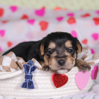 Paxton - Available 3/12