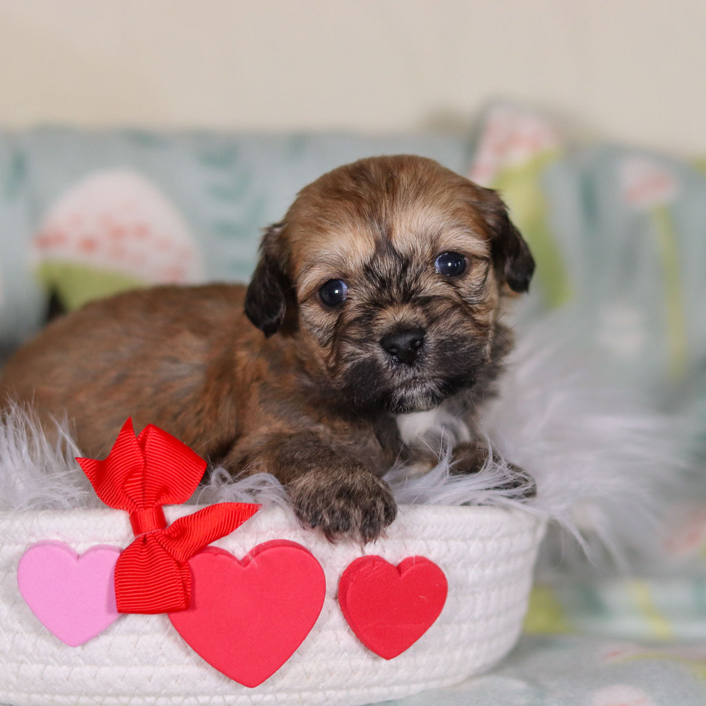 Blaze - Available 3/12