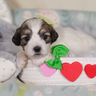 Barrett - Available 3/12