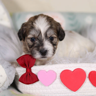 Fisher - Available 3/12