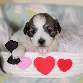 Albert - Available 3/12