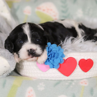 Bodie - Available 3/19