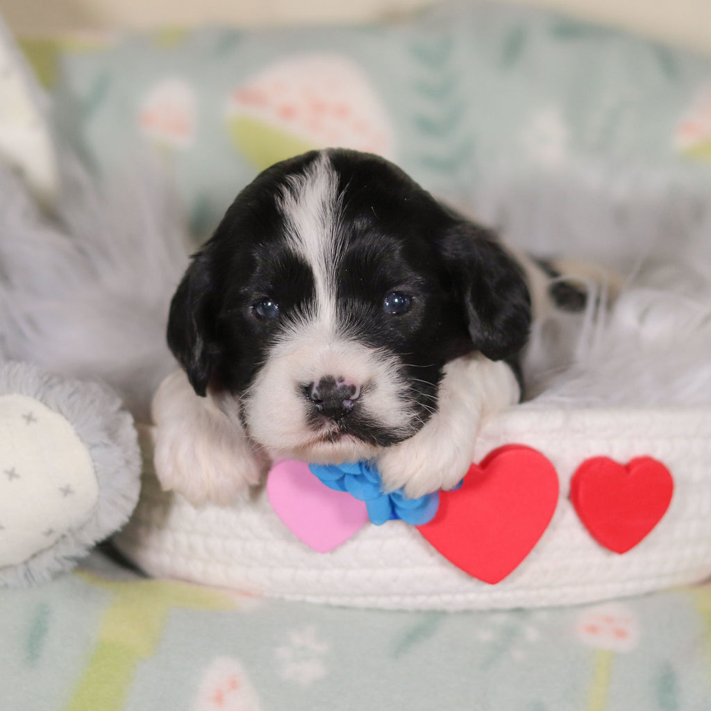 Bodie - Available 3/19