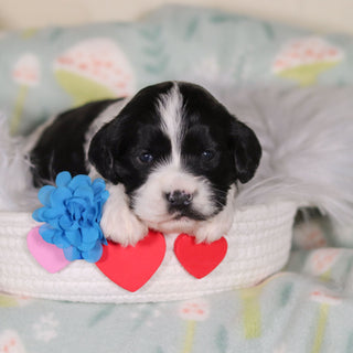 Bodie - Available 3/19