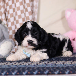 Bodie - Available 3/19