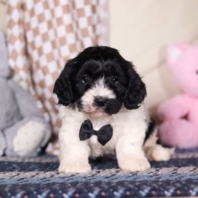 Baker - Available 3/19