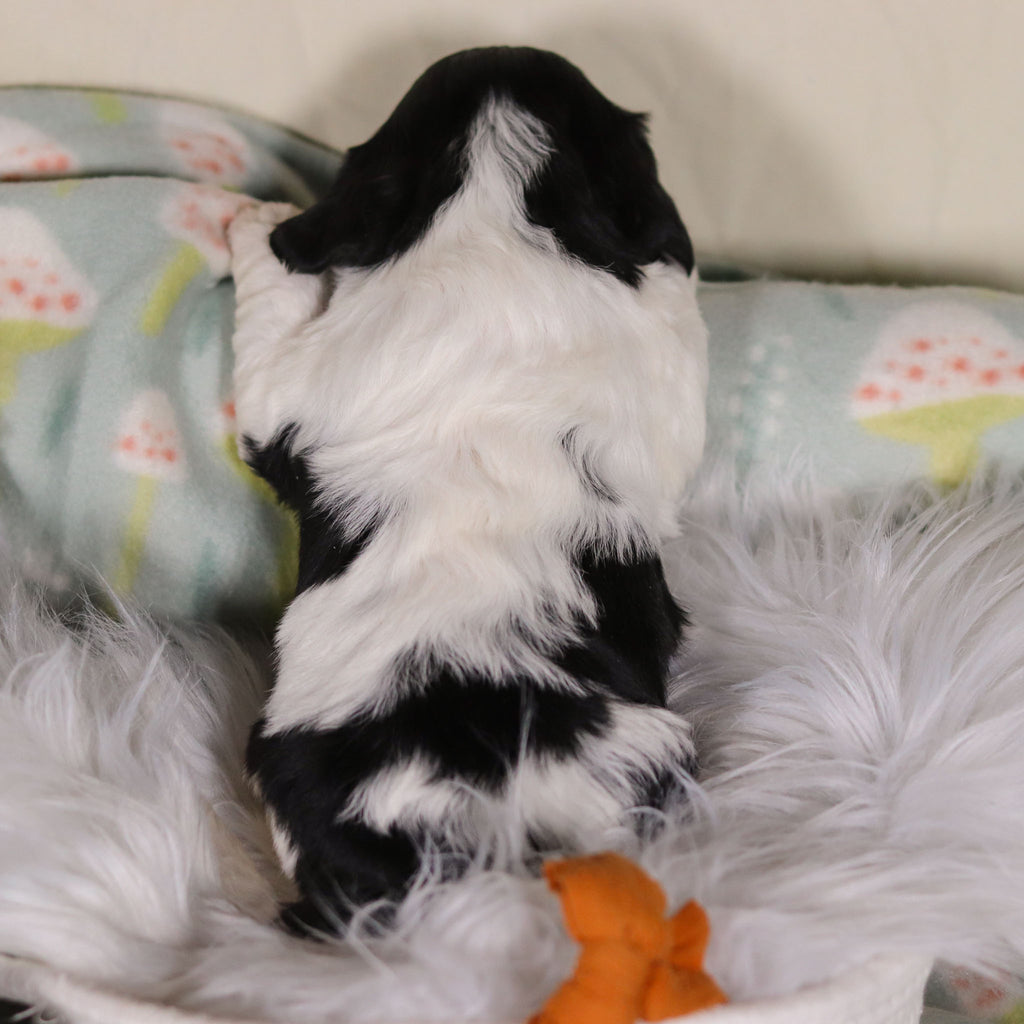 Baker - Available 3/19