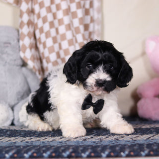 Baker - Available 3/19