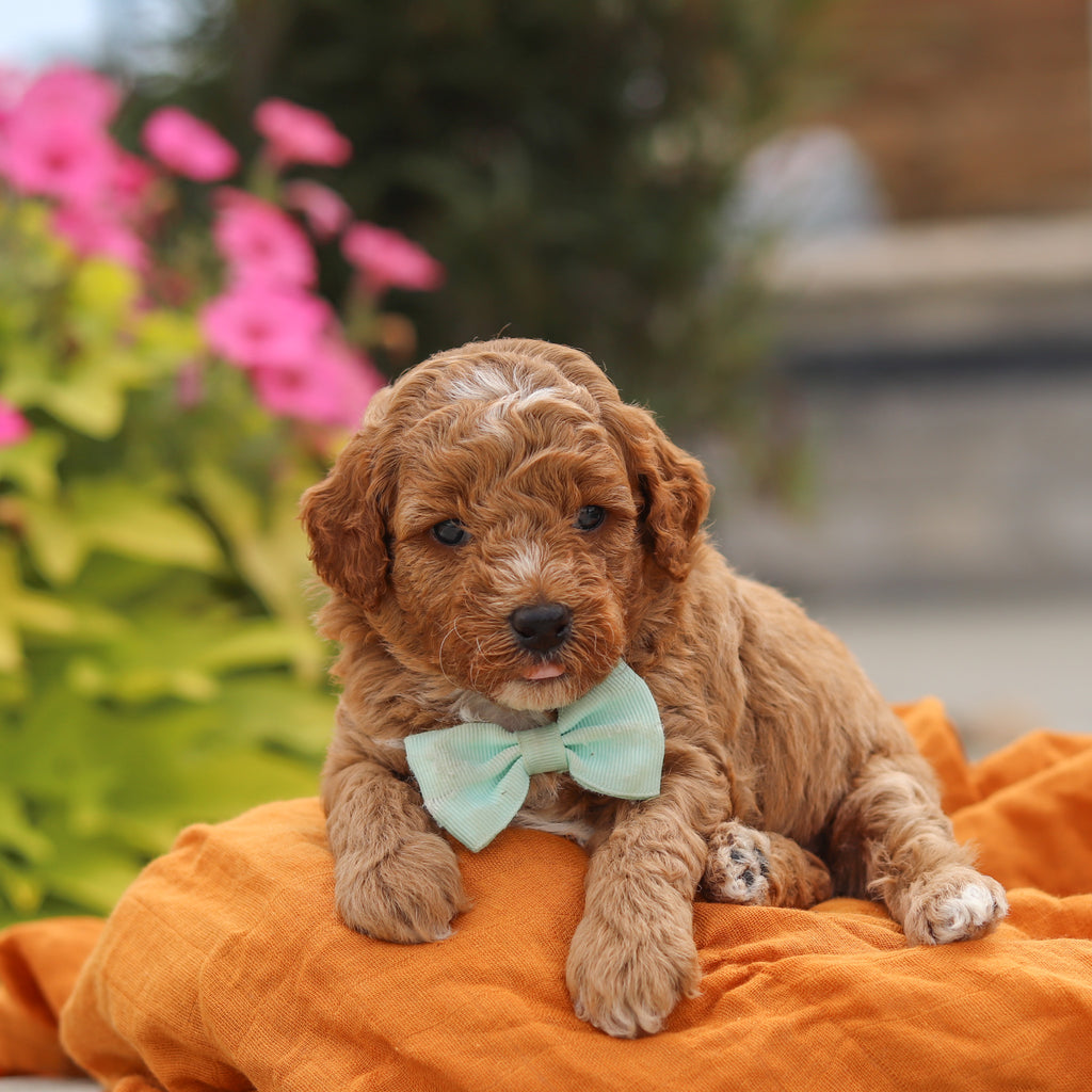 Vernon - Available 10/8
