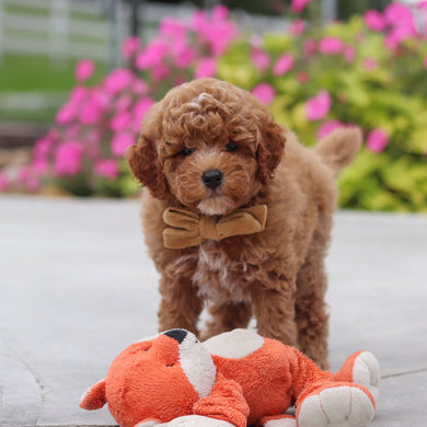 Vernon - Available 10/8